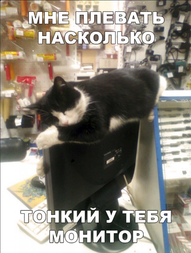 Забавные фото котеек