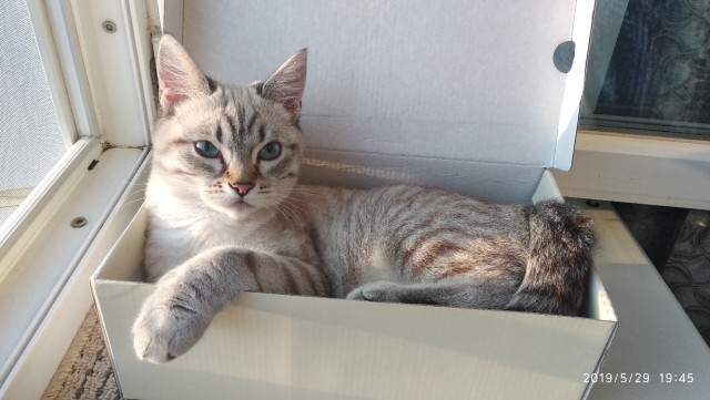 Котовторник однако