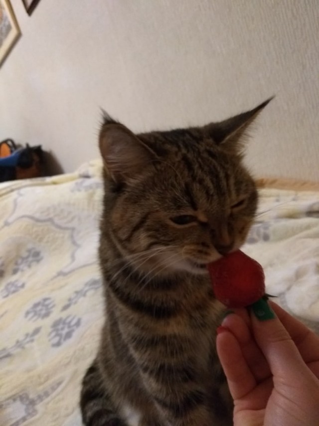 Забавные животные