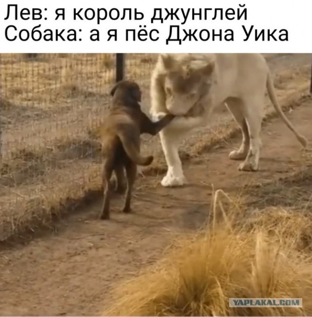 Это катастрофа