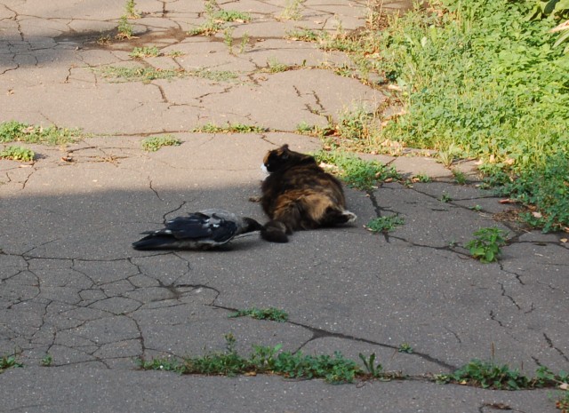 Кошачий Триллер