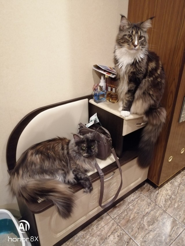 Котовторник!