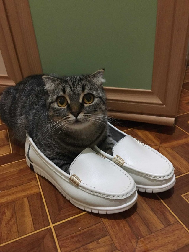 Подборка всякой живности