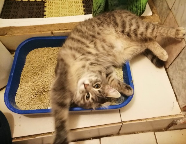 К котовторнику
