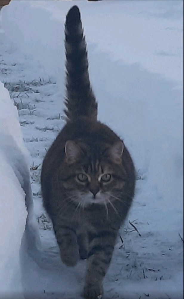 Котовторник 11.01.22