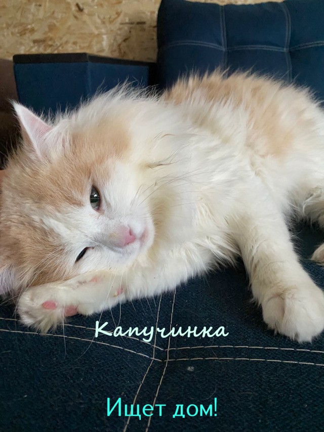 Жизнь домашнего приюта "Котоленд" 325
