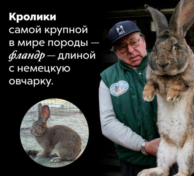 Факты. Просто факты.