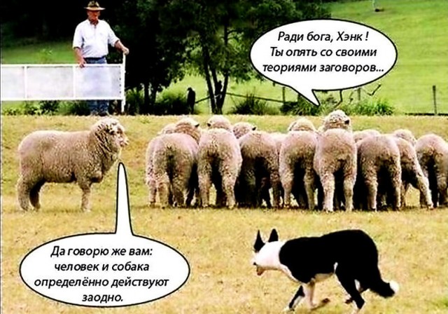 Овцы заходят в загон