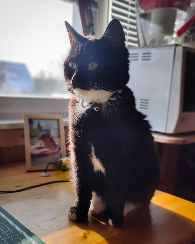 Сегодня всемирный день кошек!