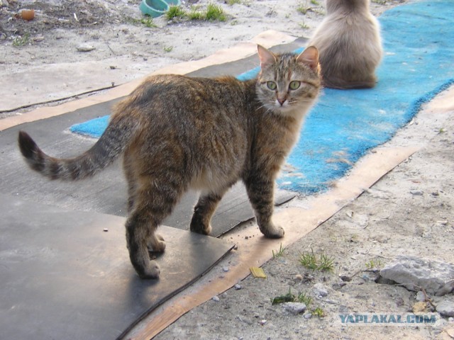 Котовторник 09.04.2013