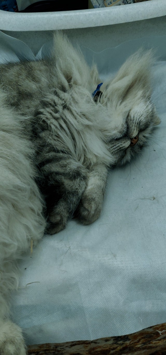 Котовторник! 16+ Коллеги-рабы, отмечаемся, у кого хозяину много лет!