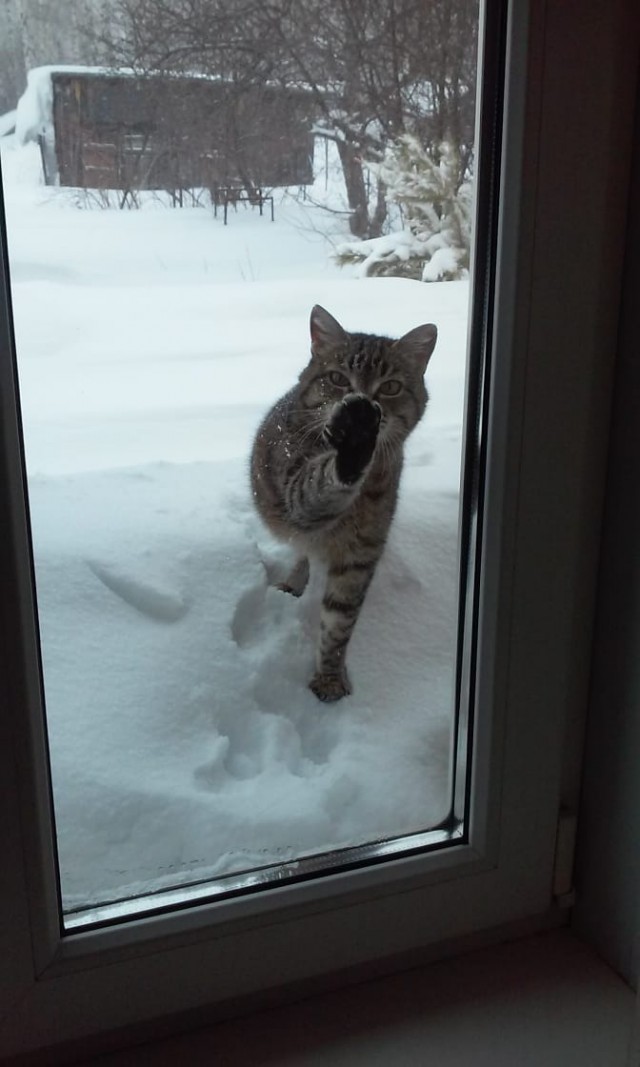 Котовторник 7.11.23