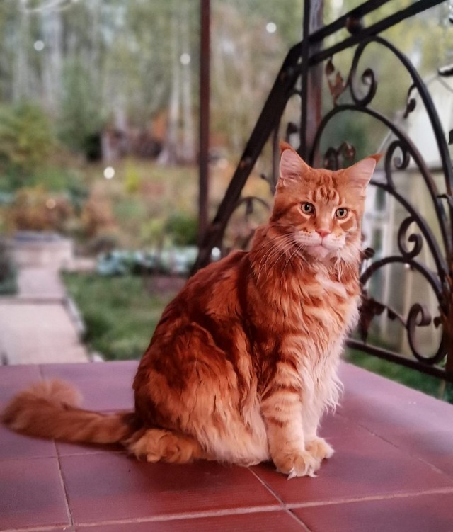 С котовторником ЯПовцы