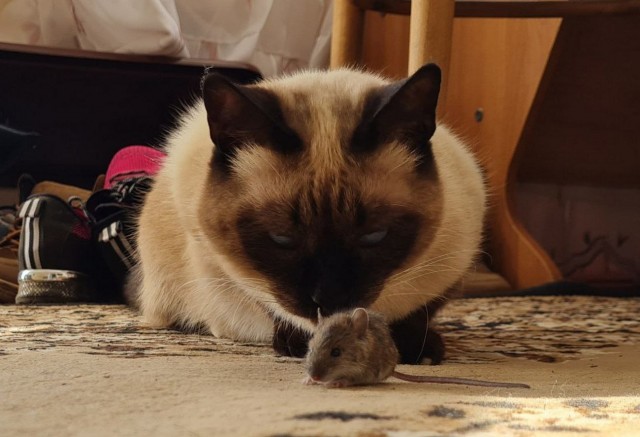 Котовторник 09.04.24