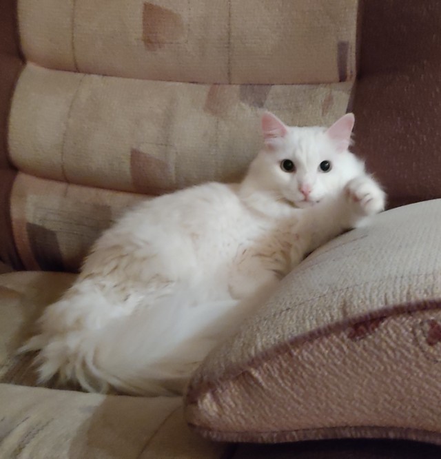 Белая кошка.