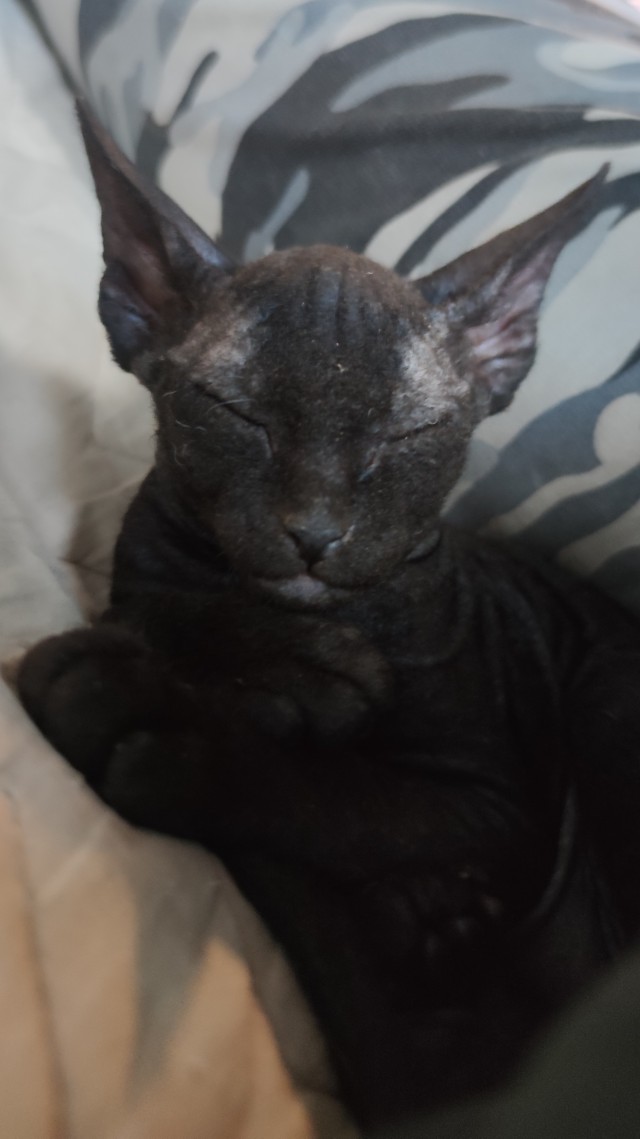 Котовторник!
