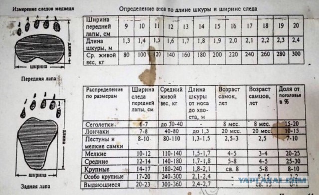 В Приморье охотник стал жертвой медведя