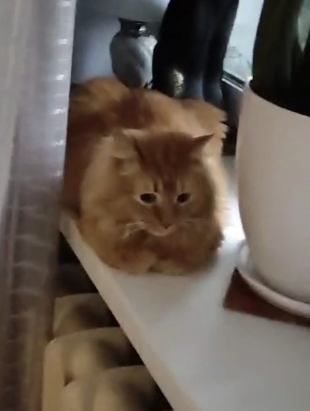 Котовторник!