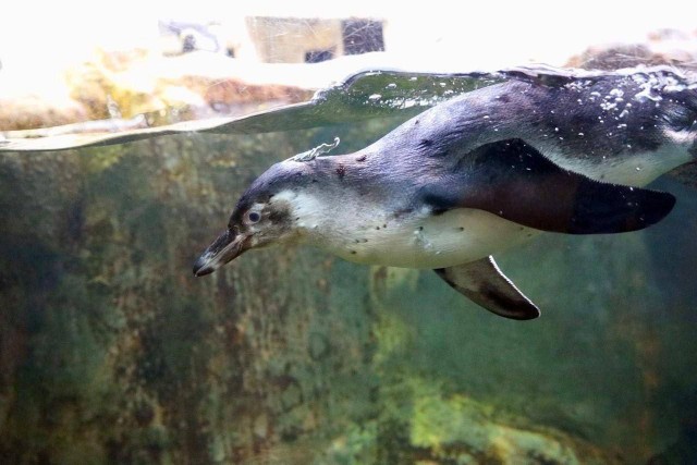 Пять пингвинят Гумбольдта появились на свет в Московском зоопарке