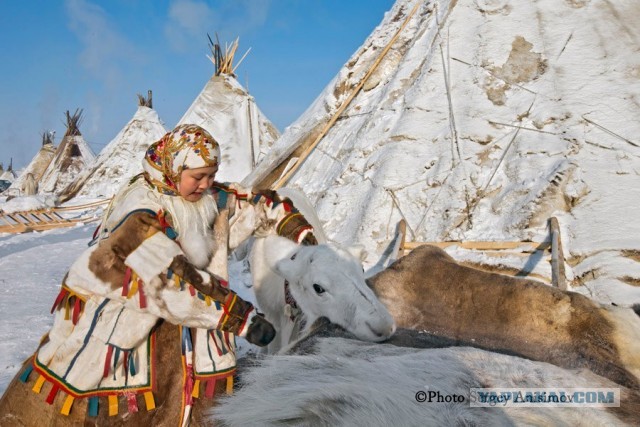 Красота! Лето на Ямале. Фото