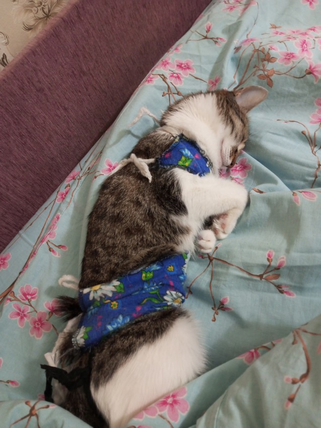 Это что, котовторник?