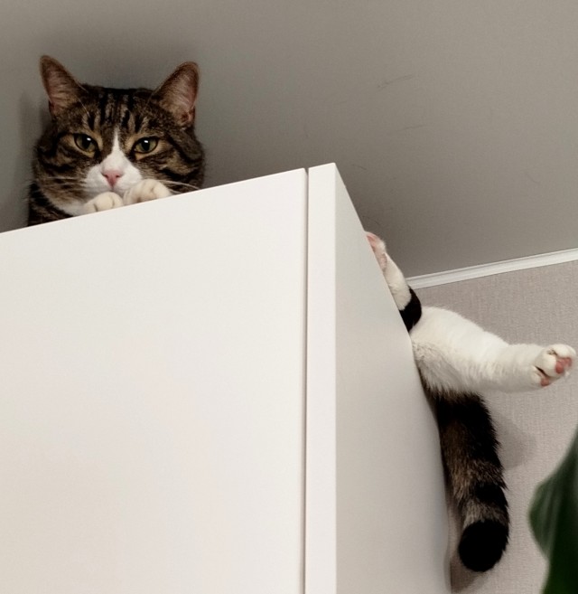 Котовторник
