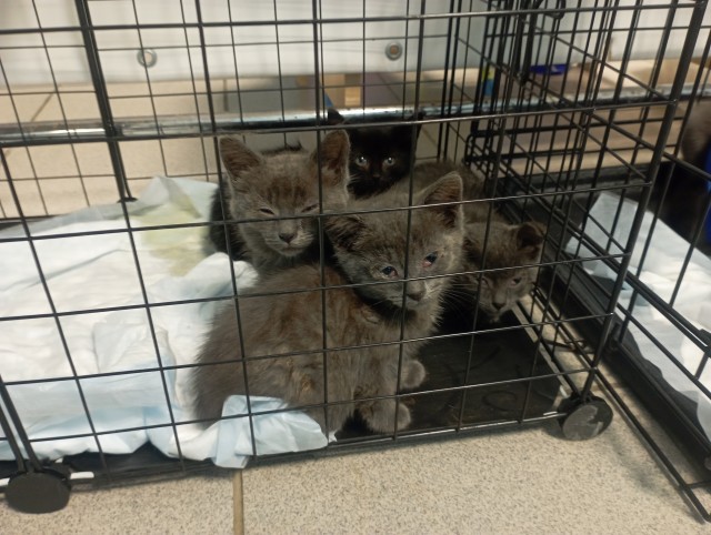 Девушка нашла в мусорном баке котёнка и забрала домой ❤️