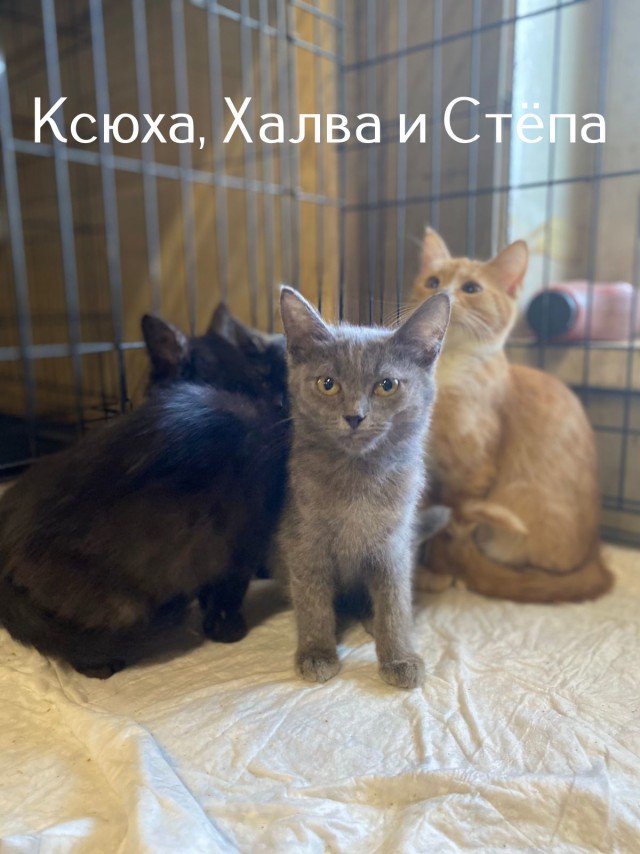 Жизнь домашнего приюта "Котоленд" 511