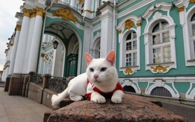 Три интересных факта о котах Эрмитажа