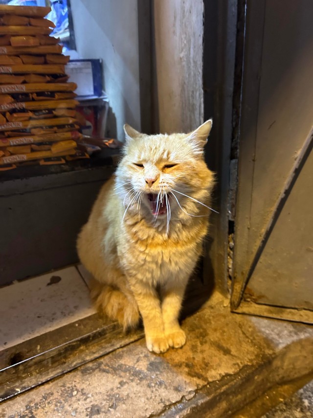 Уличные кошки Марокко