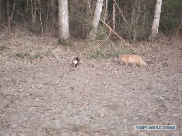 Жизнь домашнего приюта для котеек 575