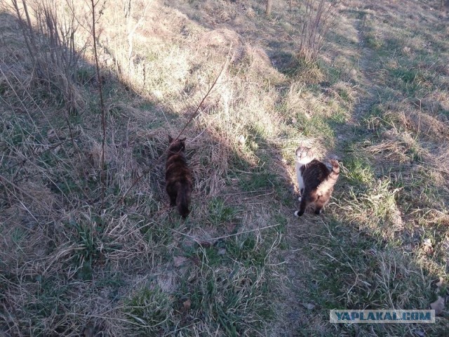 Жизнь домашнего приюта для котеек 576