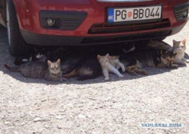 Котовторник 23.07.2013