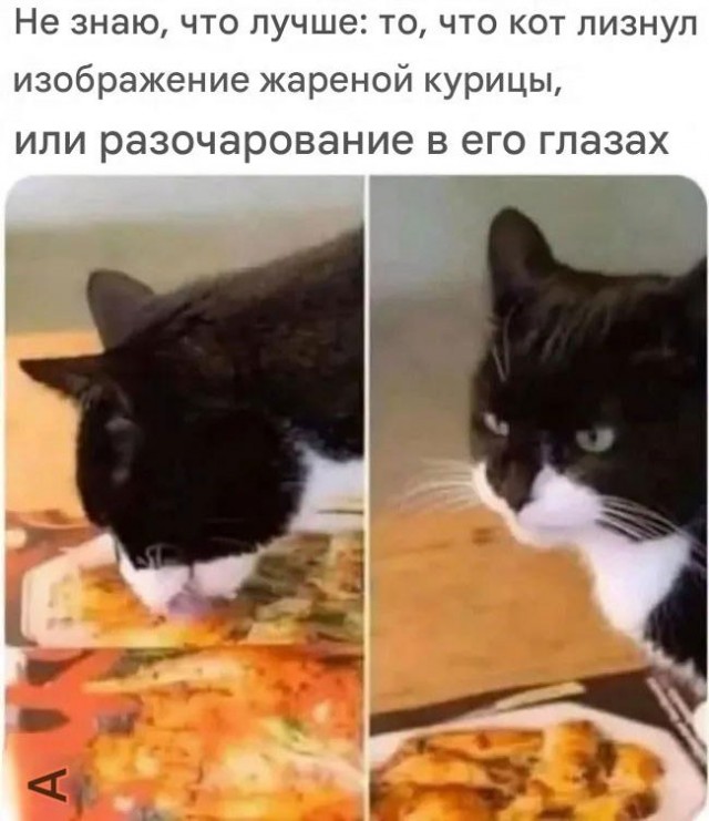 Подборка картинок к котовторнику