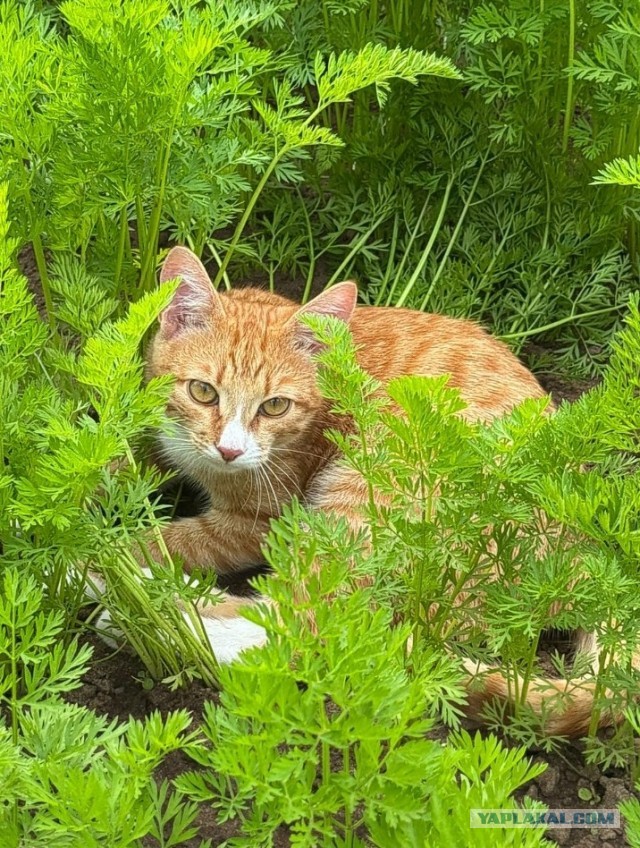 Котовторник