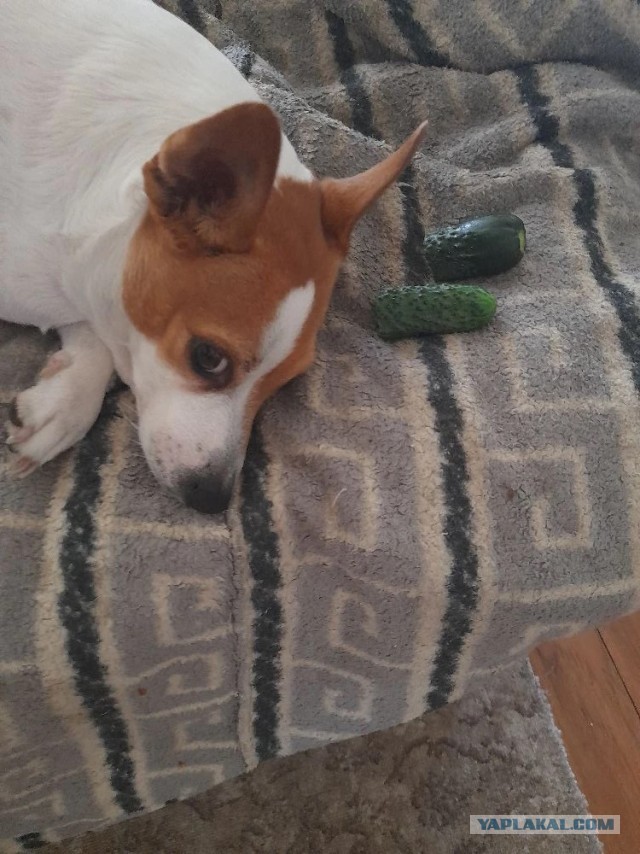 Не дать растаять Снегурчке. Нужна помощь всесильного Япа.