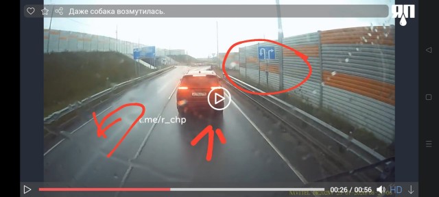 Даже собака возмутилась.
