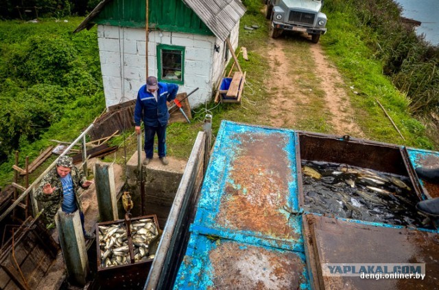 Ловцы грез: репортаж из белорусского рыбхоза
