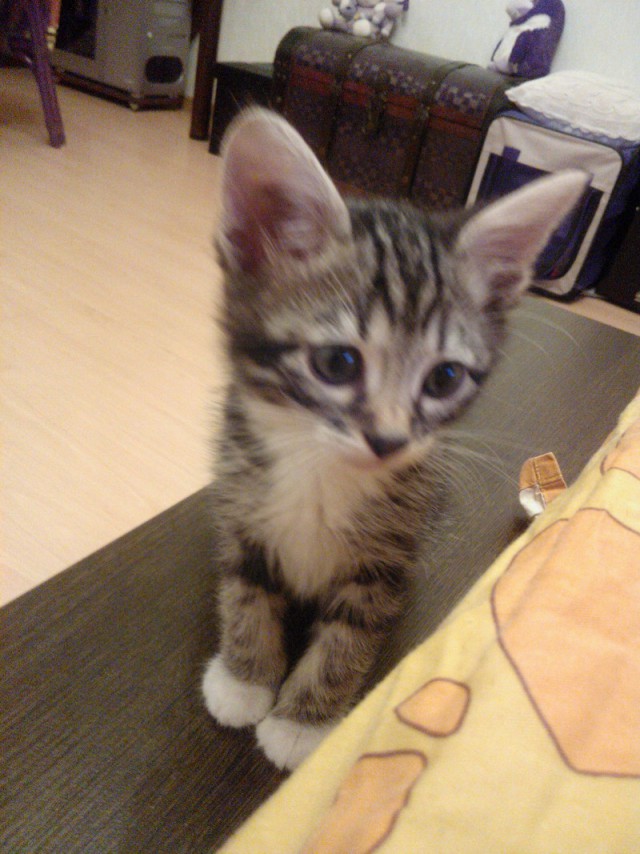 Котовторник   17.12.2013