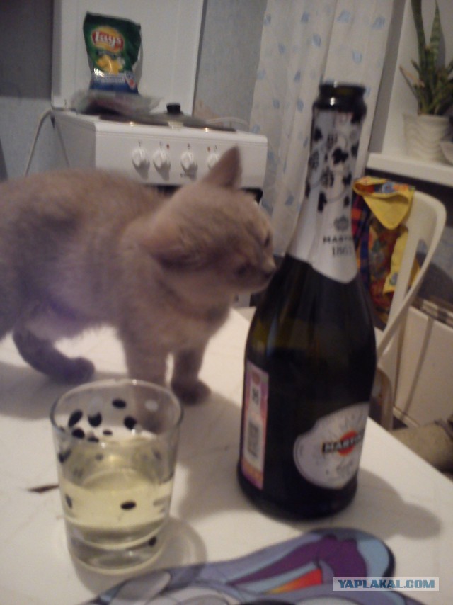 Котовторник на вторник, Котовторник