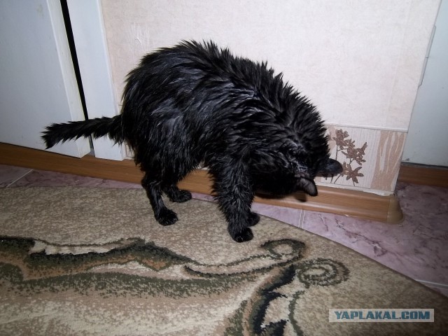 Котовторник 04.03.2014