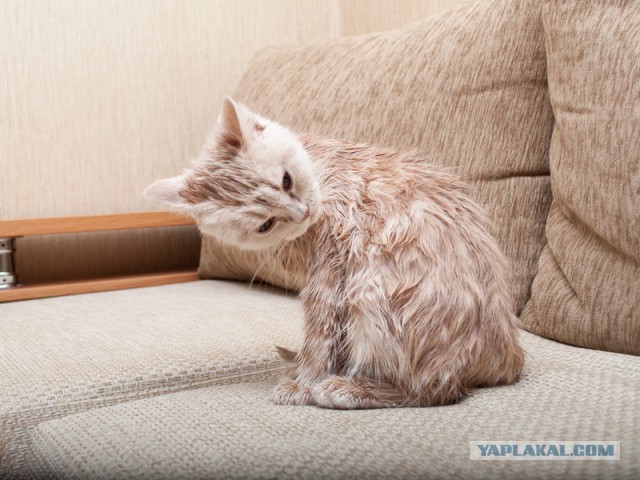 Котовторник  25.03.2014