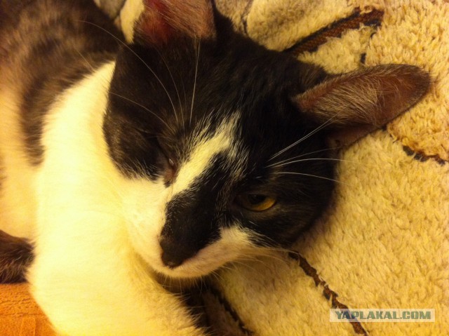 Котовторник 2.12.14