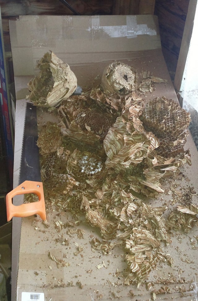 Коттедж опасных соседей