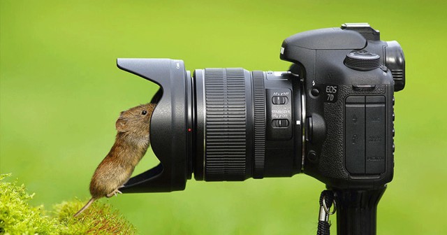 Животные и фотоаппарат