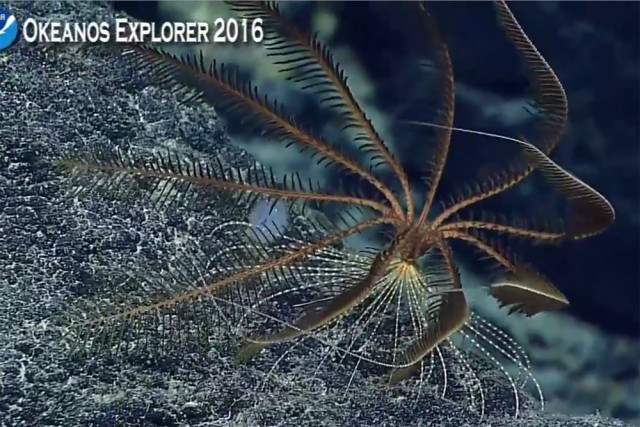 Началась онлайн-трансляция происходящего в самом глубоком месте Земли