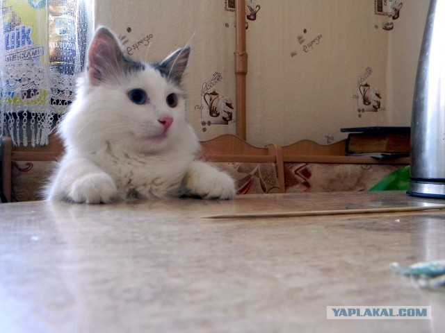 А ты не забыл покормить кота?!