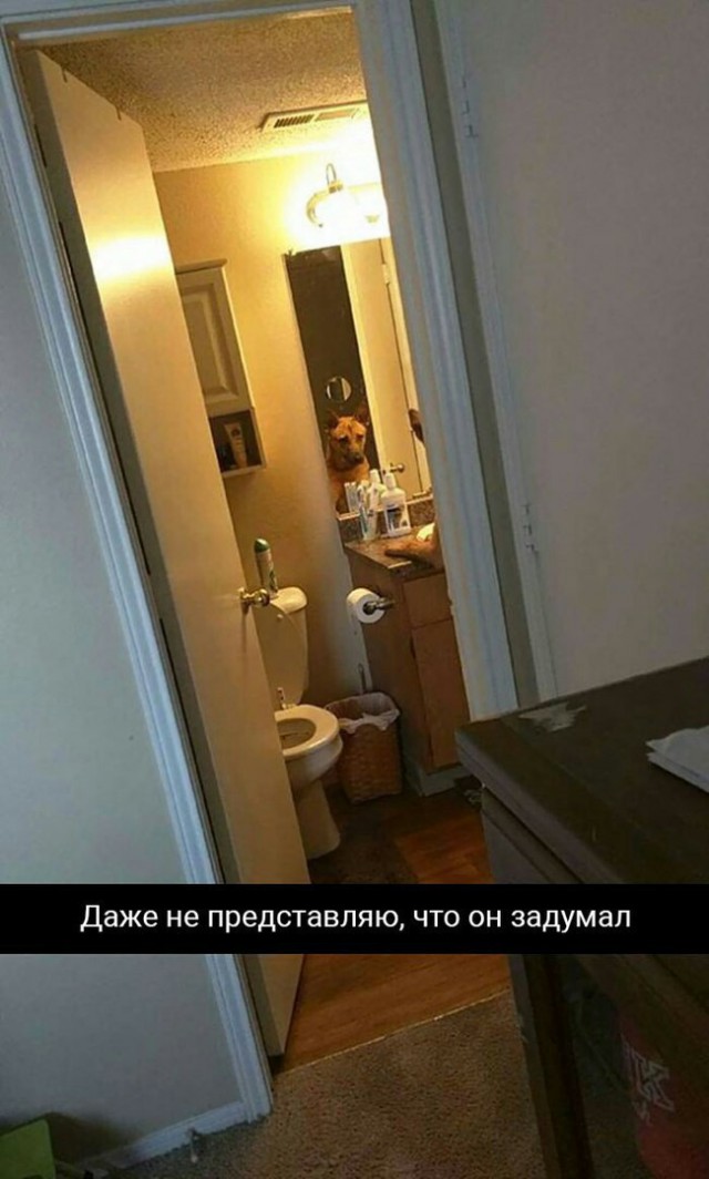 Подборка забавных животных