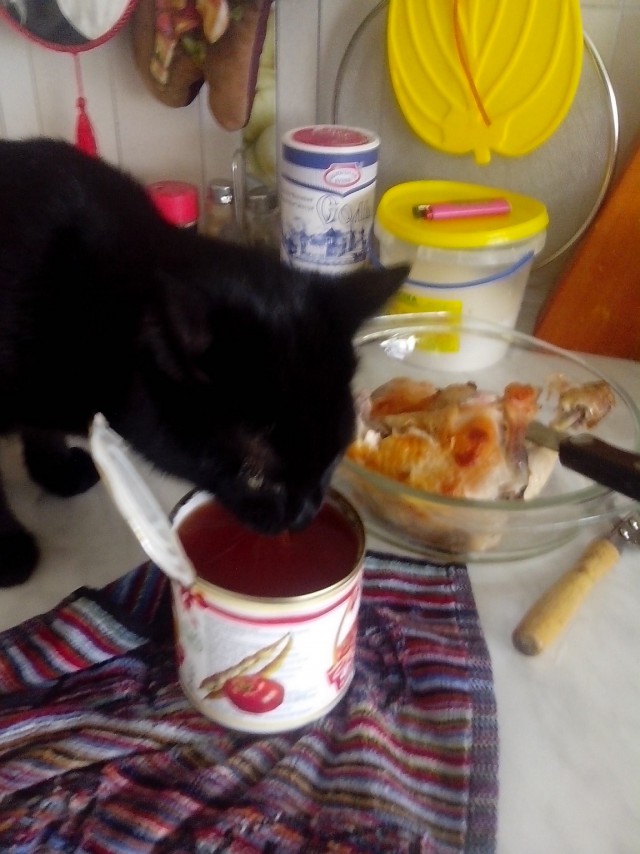 Котовторник 8.08.2017