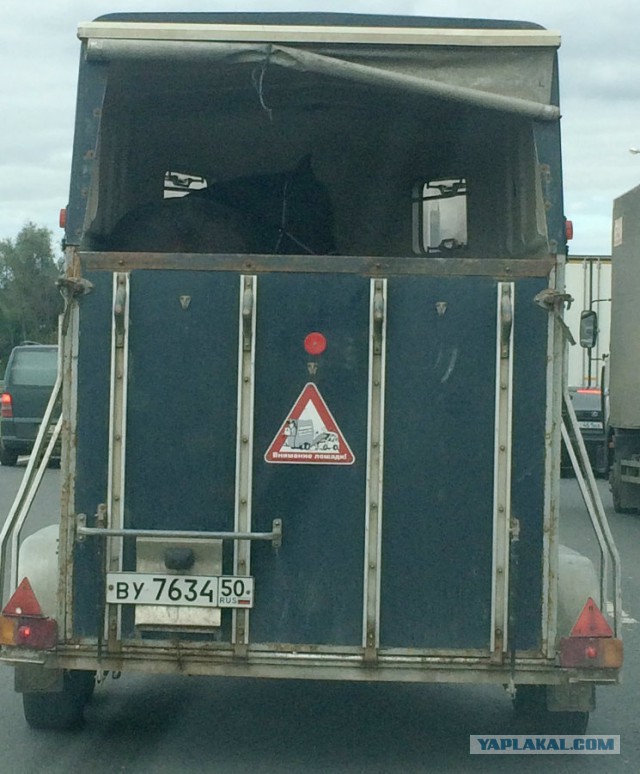 Просим помощи в поиске Лошади